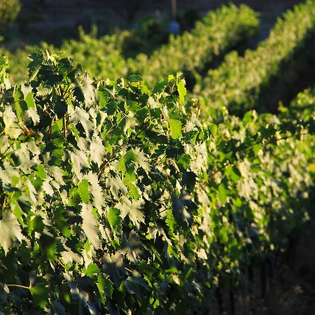 Agriturismo San Mauro 까팔비오 외부 사진